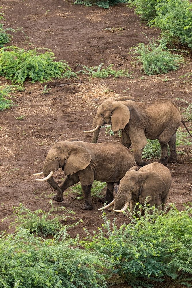 Africa-Kenya-Shompole-Aerial view of adult Elephants walking art print by Paul Souders for $57.95 CAD